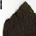 SpeciesSub: var. purpurascens